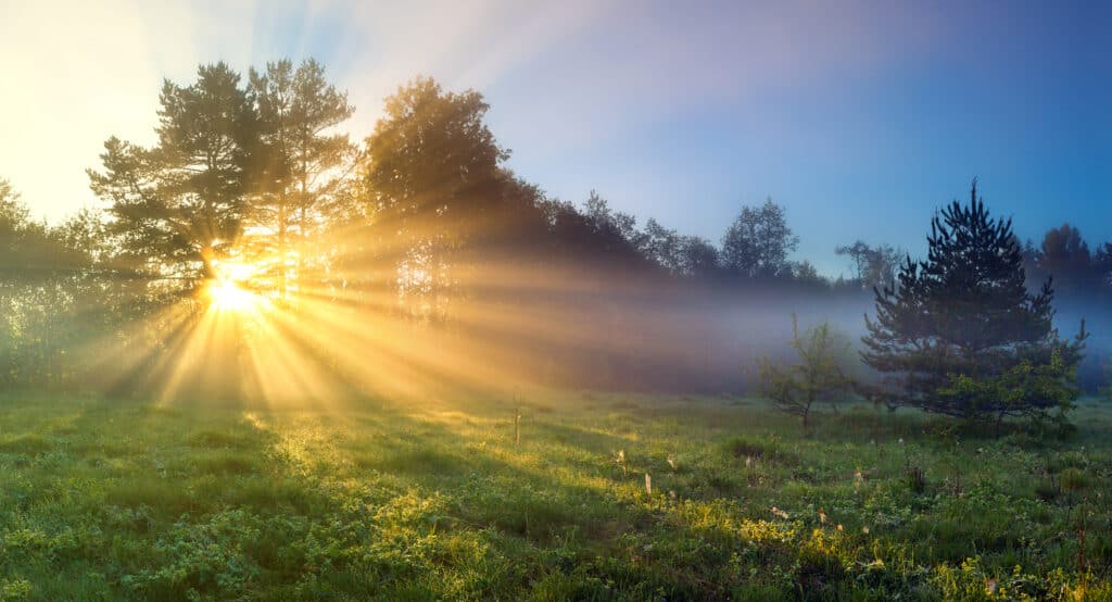 I raggi del sole filtrano attraverso gli alberi