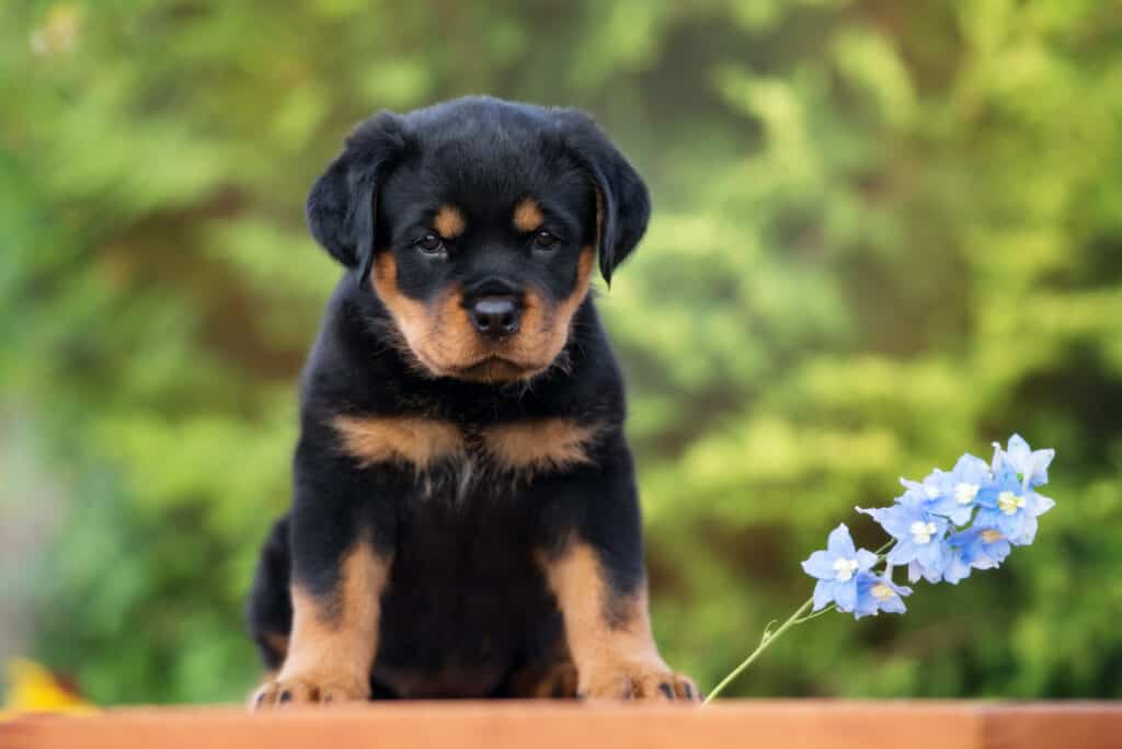 cucciolo di rottweiler