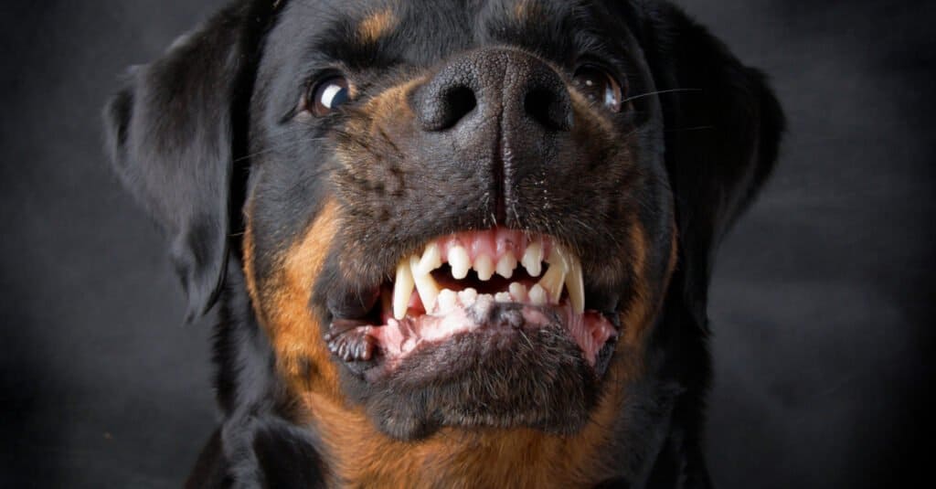 Denti Rottweiler - Rottweiler