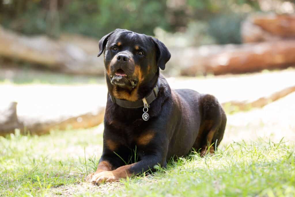 rottweiler seduto, sbavando