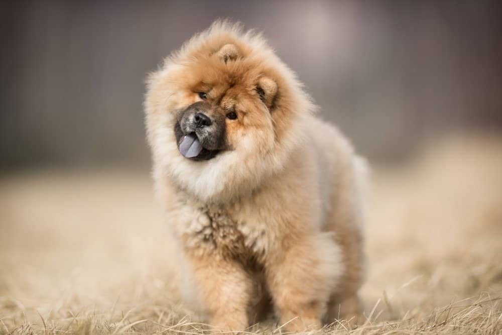 Chow chow cucciolo