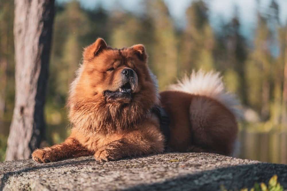 Un chow chow sdraiato su una pietra nel bosco