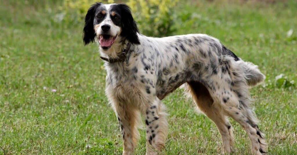Tipi di cani Setter - Setter inglese