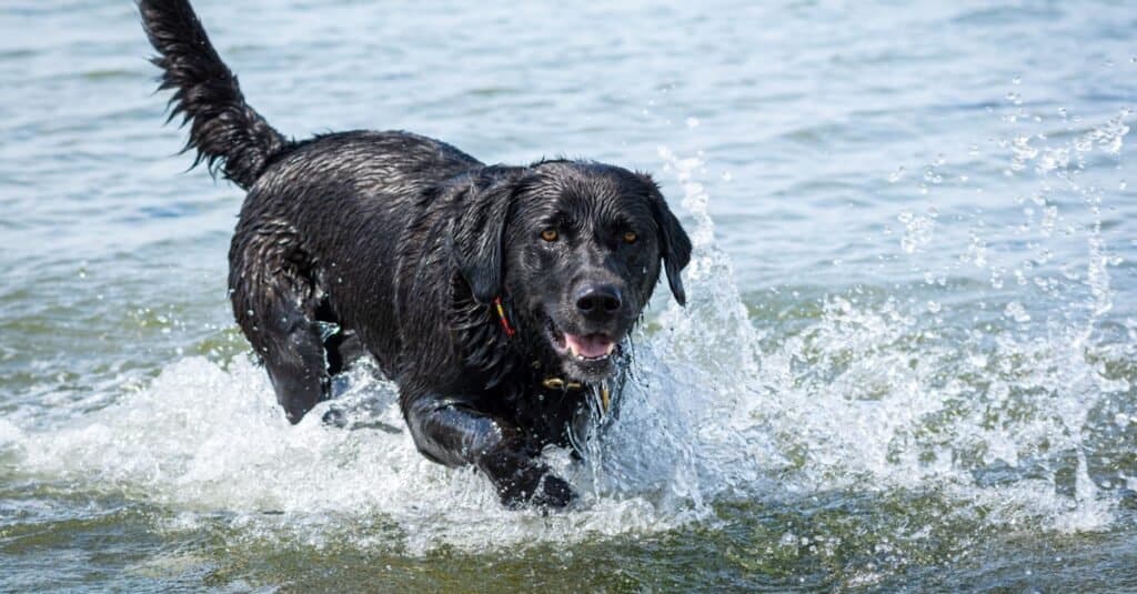 Labrador nero 