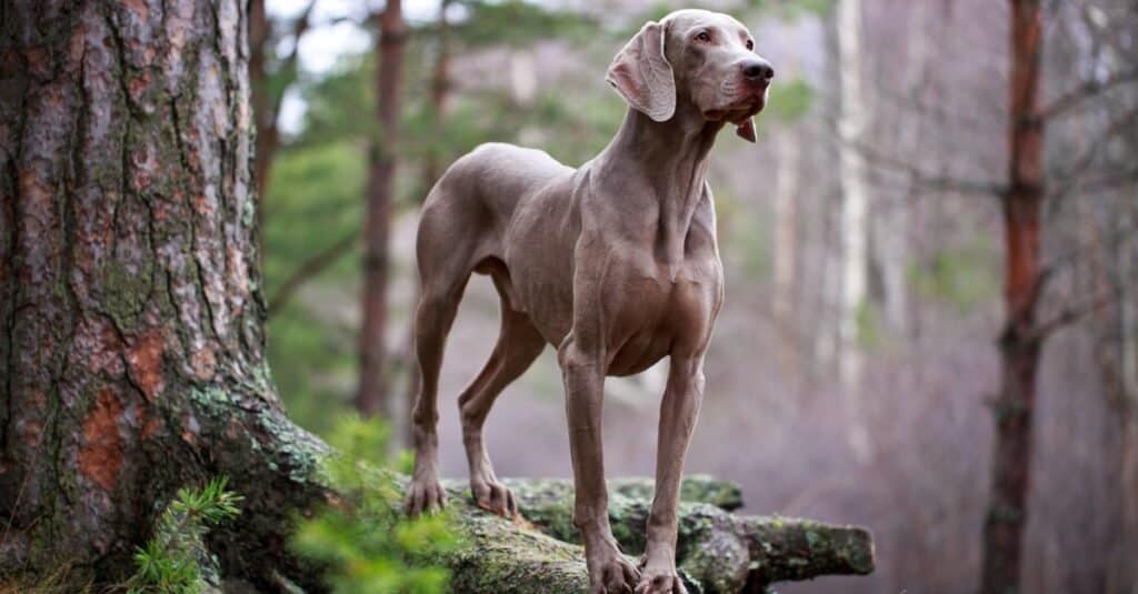 Un cane Weimaraner in piedi nel bosco.