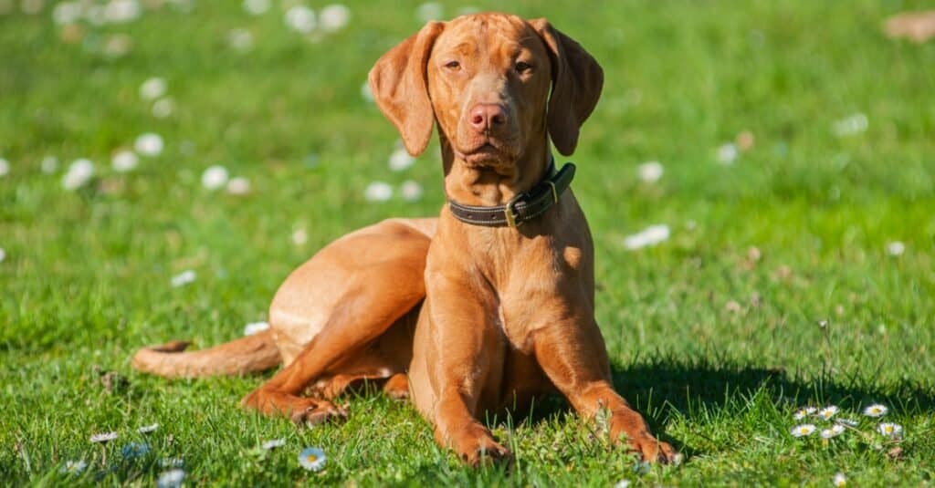 regale Vizsla fuori nell'erba
