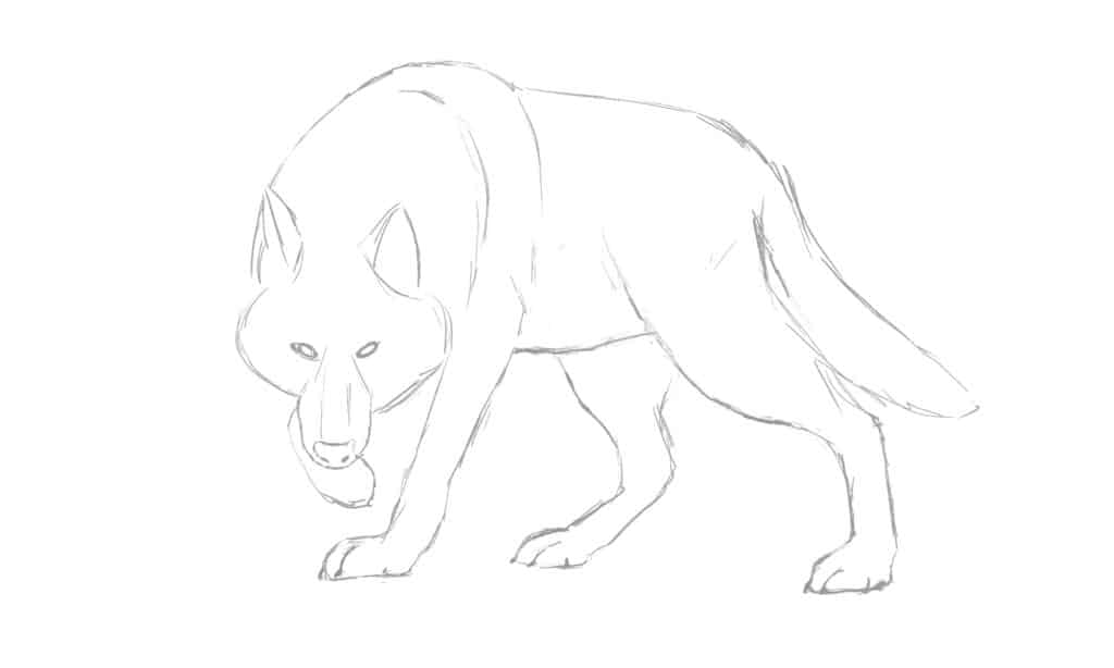 contorno del disegno del lupo