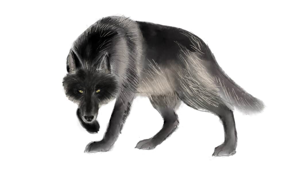 Aggiungi il top coat al disegno del lupo a strati.