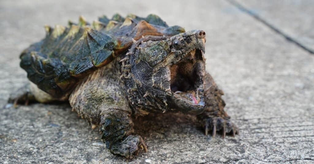 Cosa mangiano le tartarughe azzannatrici