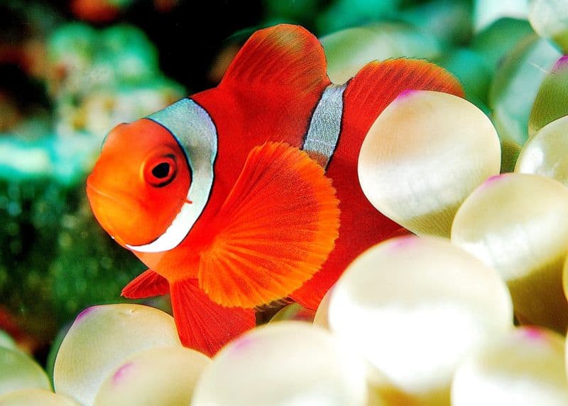 Pesce pagliaccio sulla scogliera