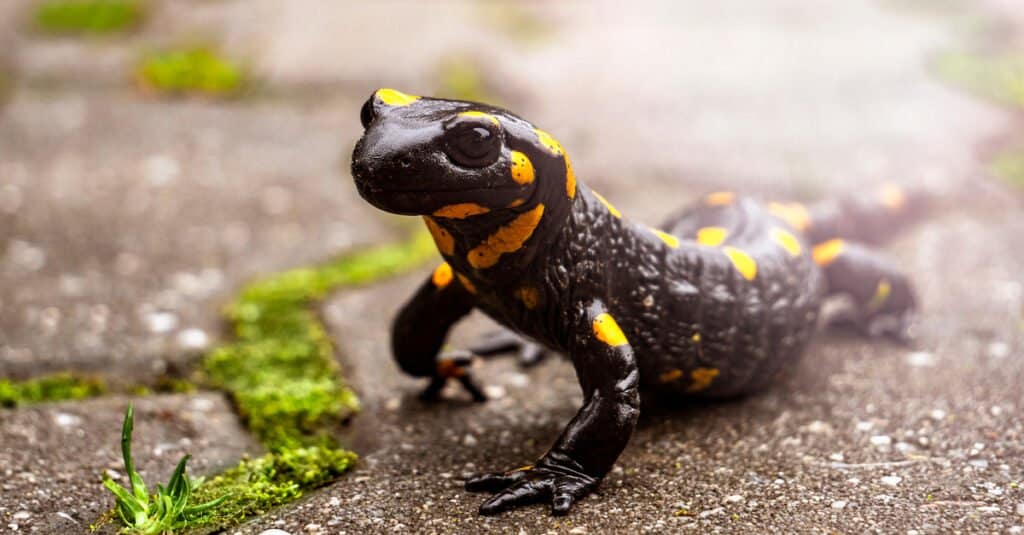 Salamandra contro lucertola