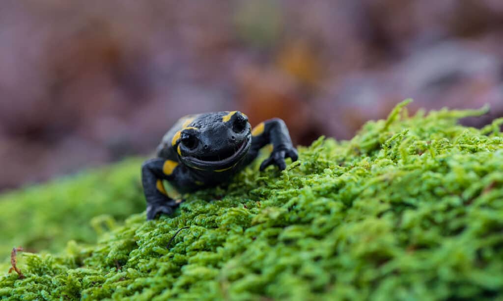Salamandra Pezzata, Bocca, Maculato, Denti, Anfibio