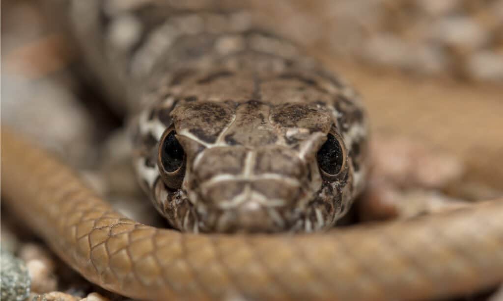 Primo piano dei serpenti della frusta
