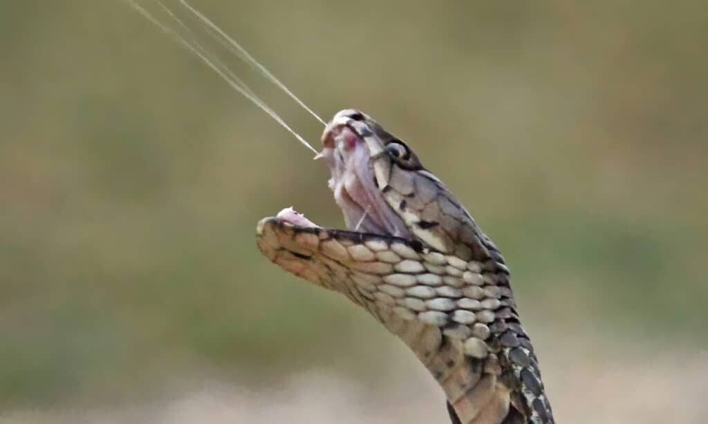 Ehi!  10 serpenti con veleno carnivoro (citotossico).