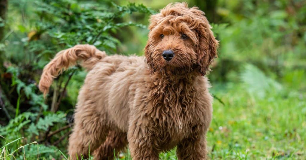 cockapoo marrone chiaro in piedi nell'erba