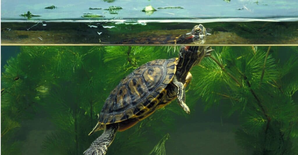 Prezzo del cursore dalle orecchie rosse - Cursore dalle orecchie rosse in acquario