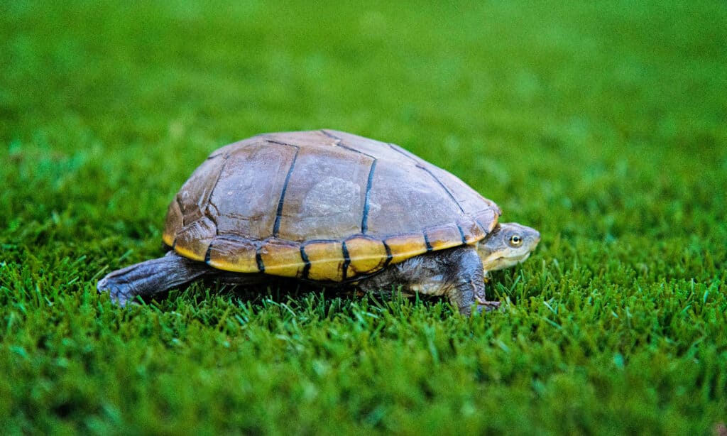 tartaruga di fango gialla