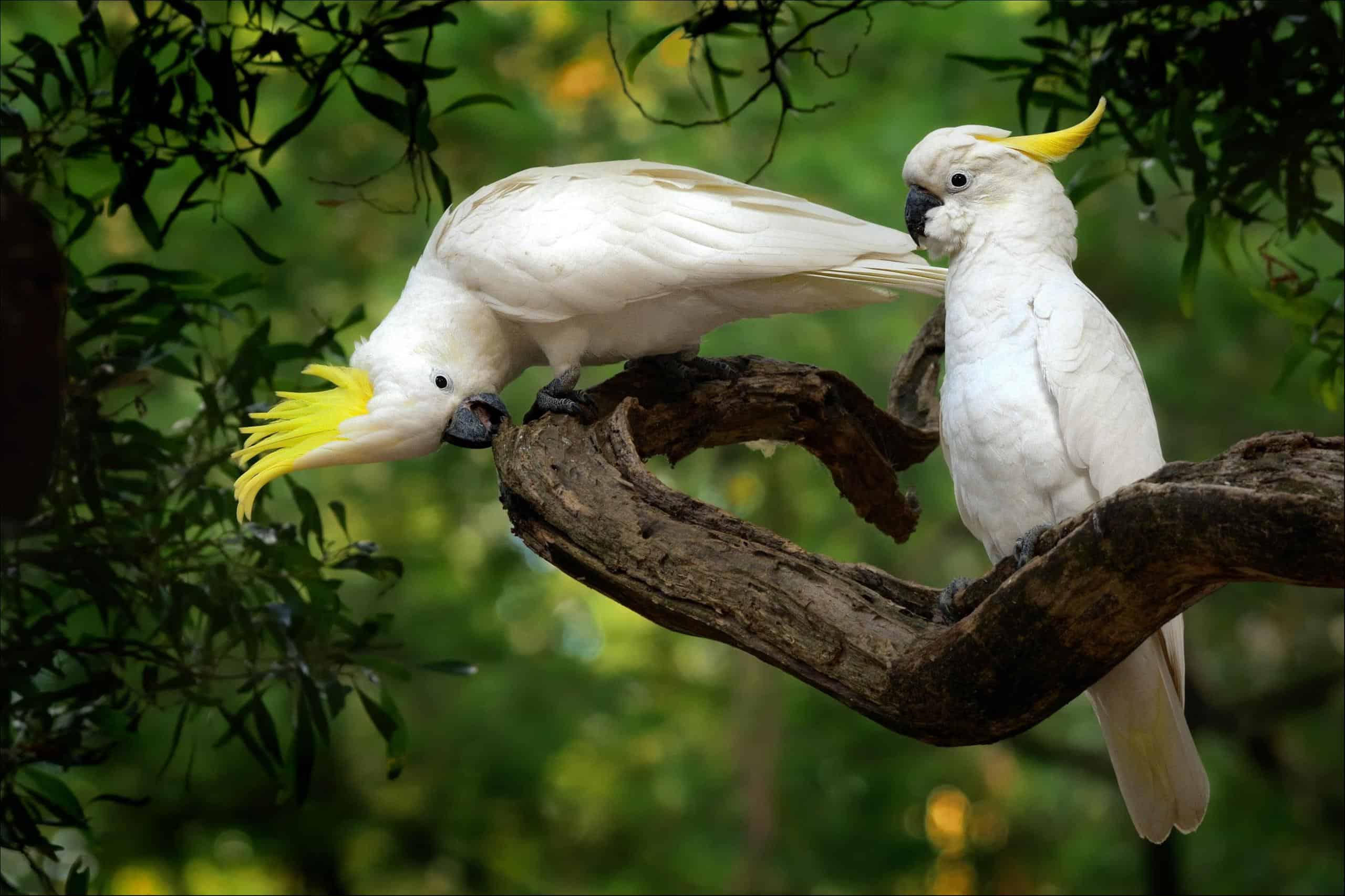 cacatua (Cacatuidae) due cacatua su un ramo