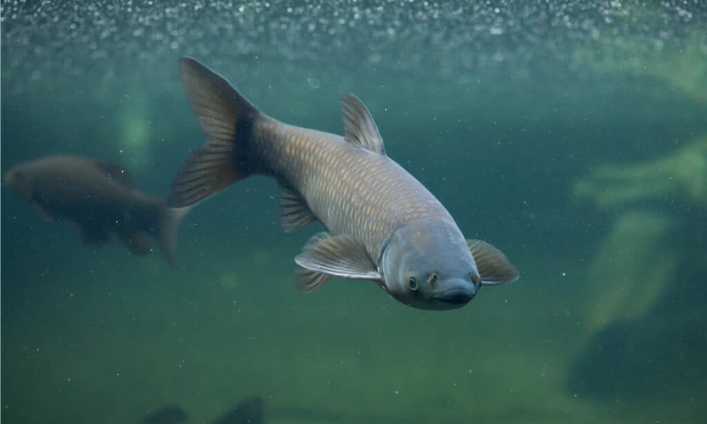 carpa erbivora