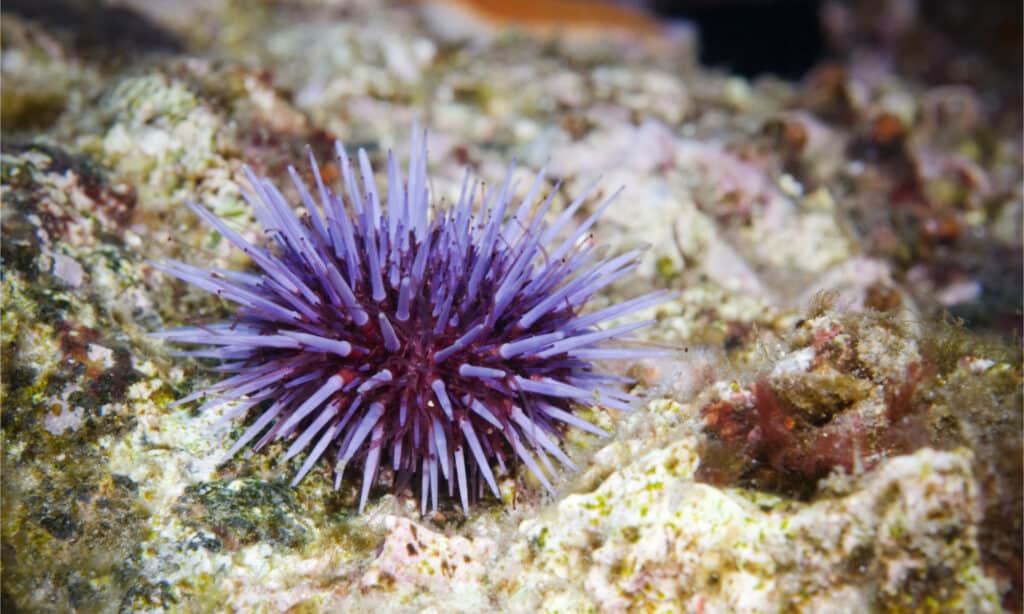 Solo riccio di mare viola sulla scogliera