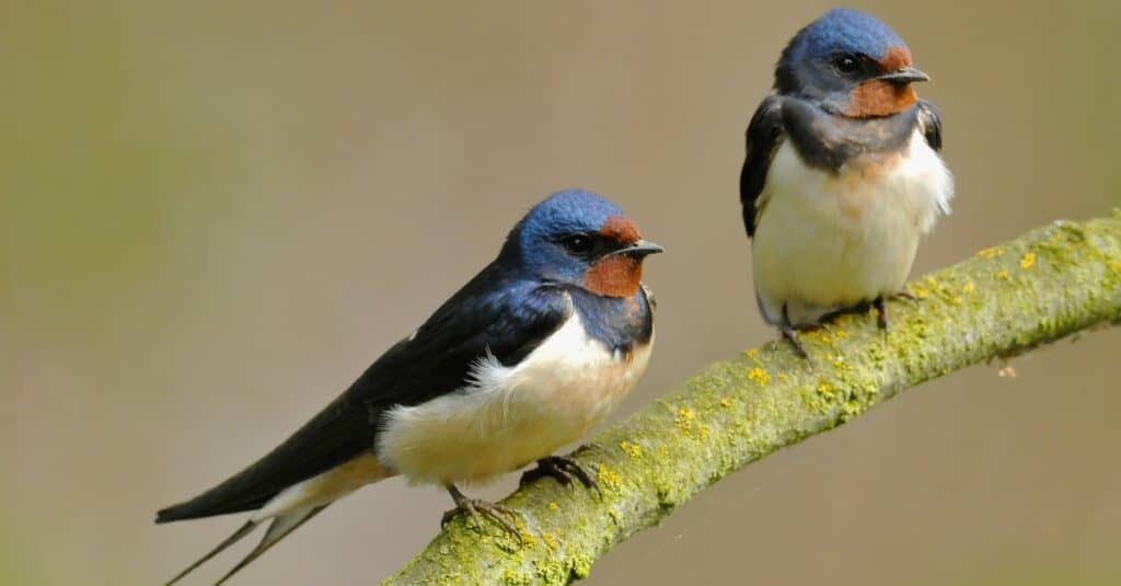 Due rondini (Hirundo rustica) seduto su un ramo.