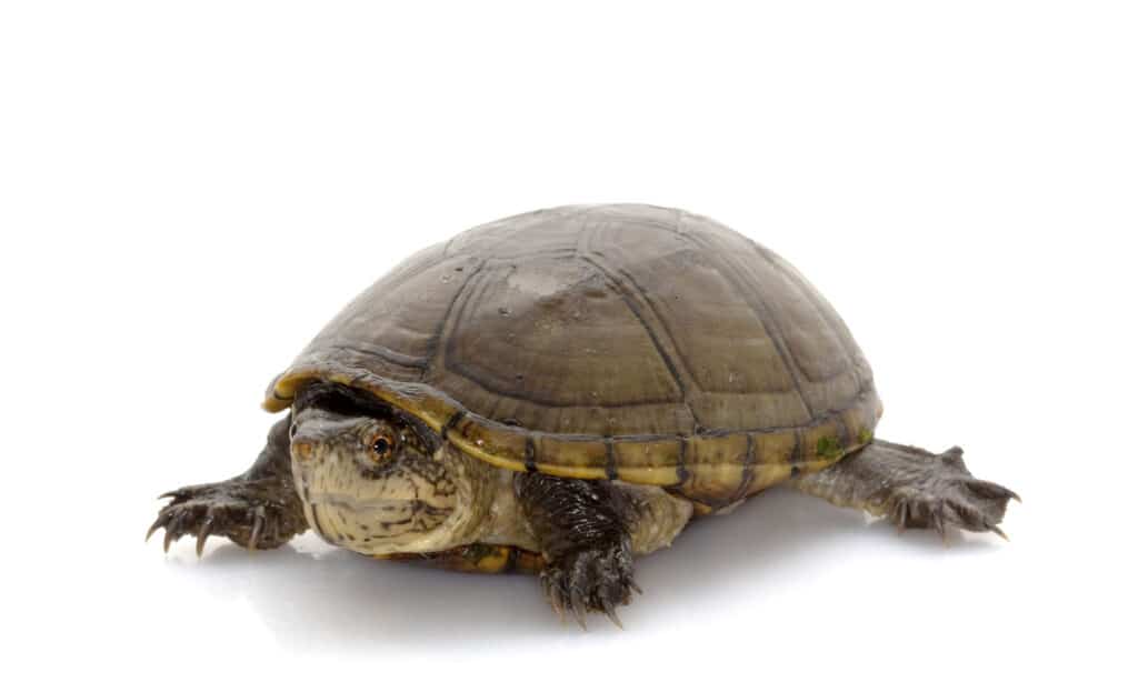 Tartaruga di fango della Florida (Kinosternon steindachneri)