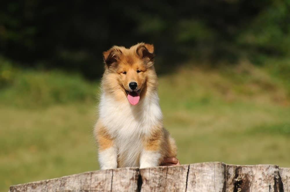 Scotch Collie vs Rough Collie