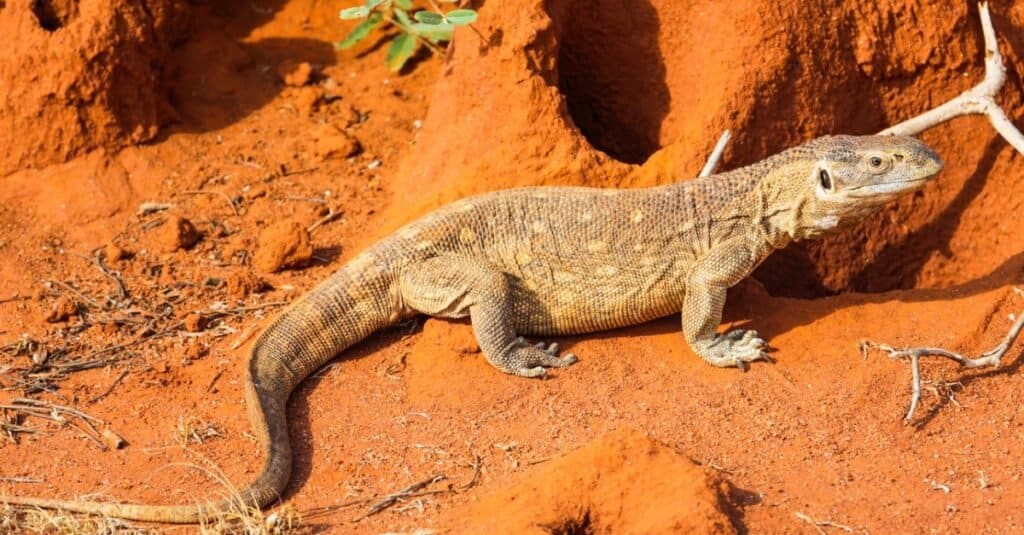 Le migliori lucertole - Savannah Monitor