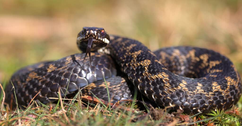 Scopri il velenoso serpente artico che sopravvive a -57° di freddo pungente