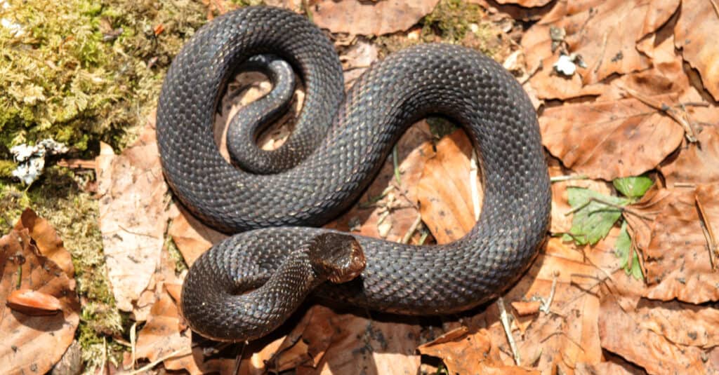 vipera nera