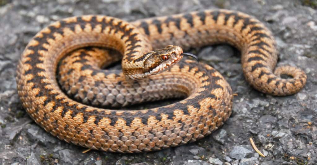 Scopri il velenoso serpente artico che sopravvive a -57° di freddo pungente
