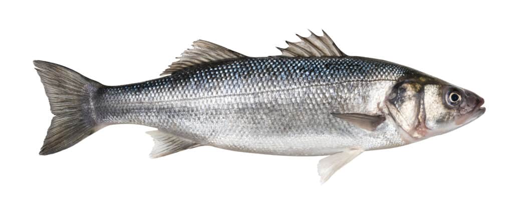 pesce