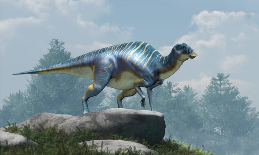 Maiasaura, un adrosauro, sui massi in cima a una collina.  Questo dinosauro dal becco d'anatra, ora estinto, era un erbivoro vissuto durante il periodo cretaceo.