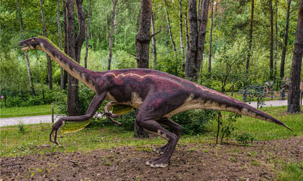 Ornithomimus aveva lunghe braccia e mani con colli ricurvi.  I loro becchi erano posizionati verso la parte anteriore della testa con creste che assomigliano molto all'interno della bocca di un'oca o di un'anatra.