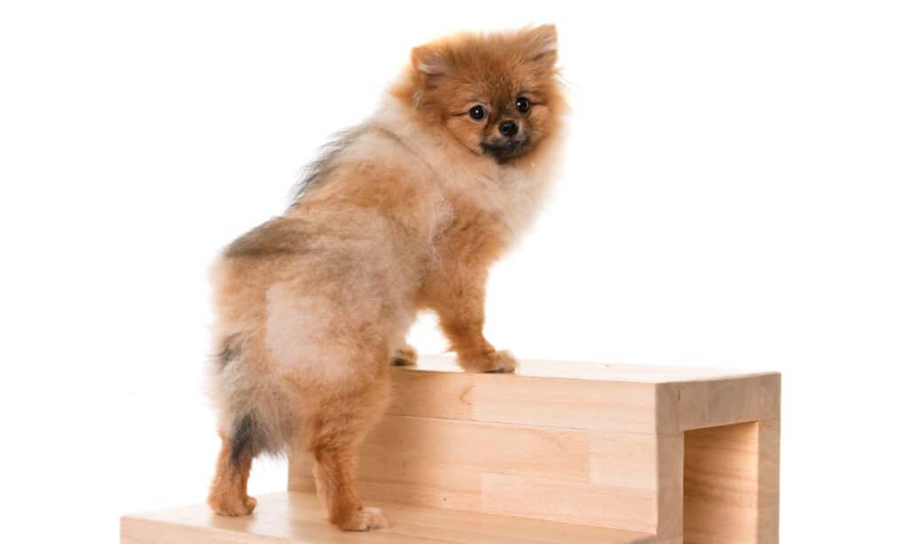 Scale per animali domestici