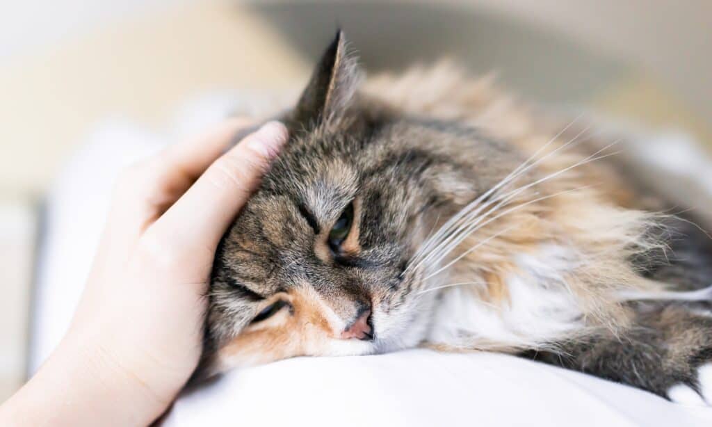 Gatto che sembra malato e stanco.