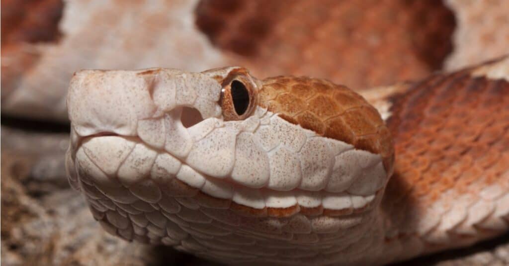 Primo piano del velenoso serpente Copperhead.  La sua testa, il cui colore dà al serpente il suo nome comune, è larga ea forma di cuneo.