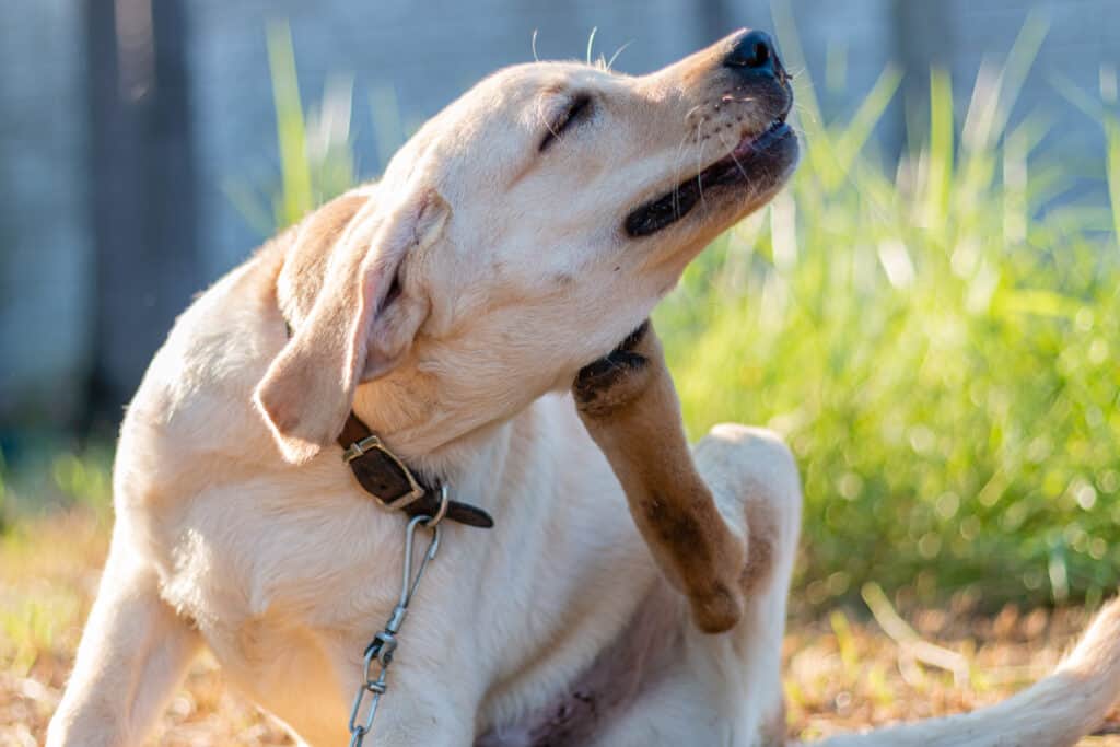 cane che si gratta
