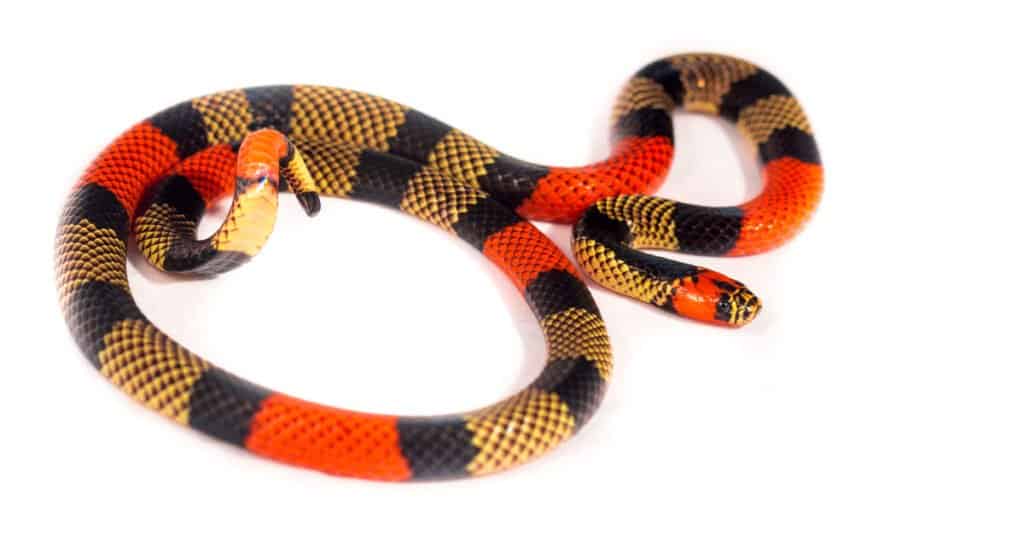 Serpenti corallo amazzonici
