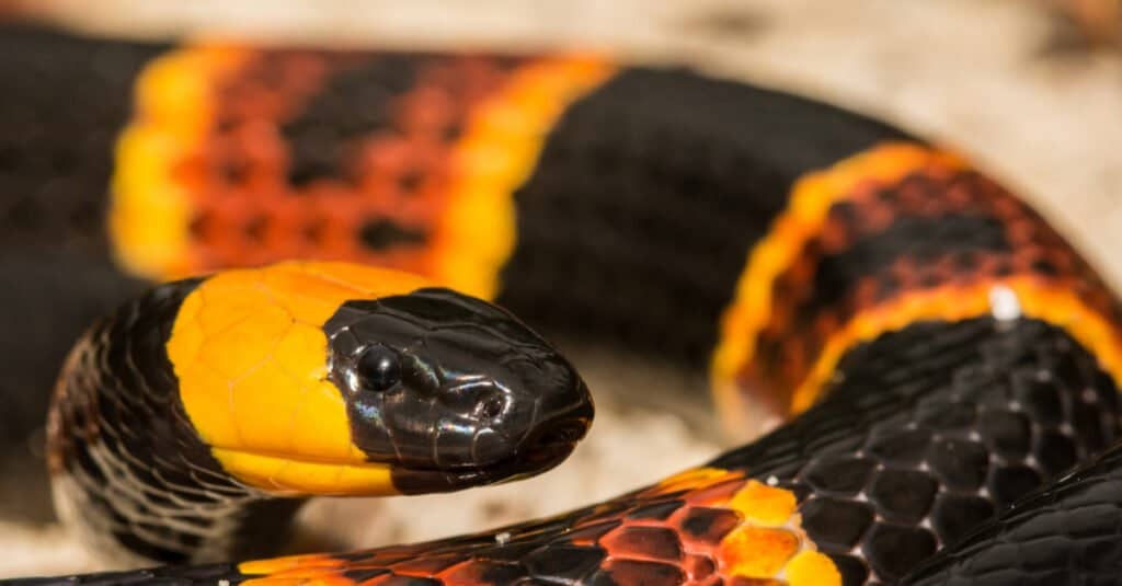 Serpente corallo orientale
