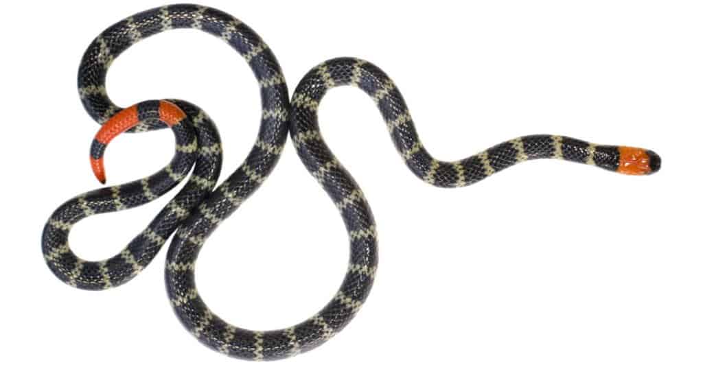Serpente corallo dalla coda rossa