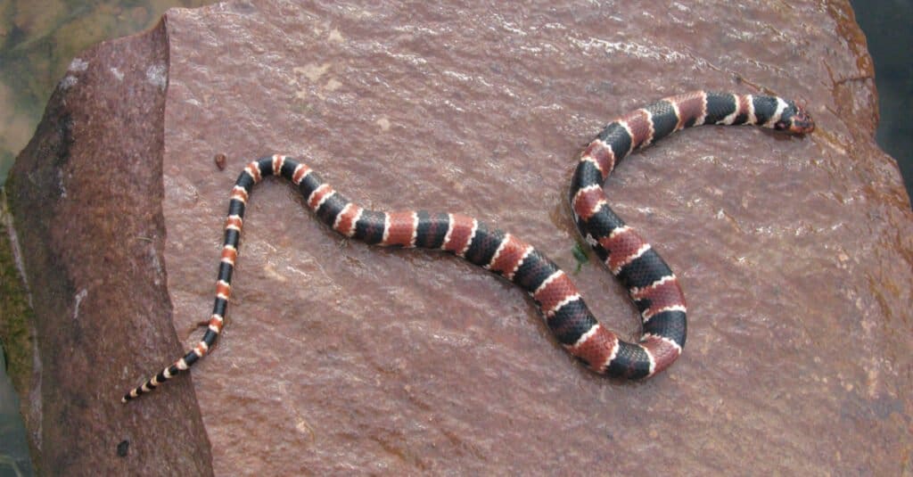 serpente corallo sudamericano
