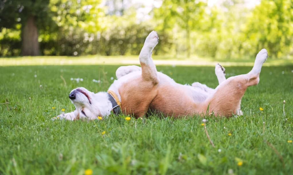 Cane, Estate, Felicità, Primavera, Erba