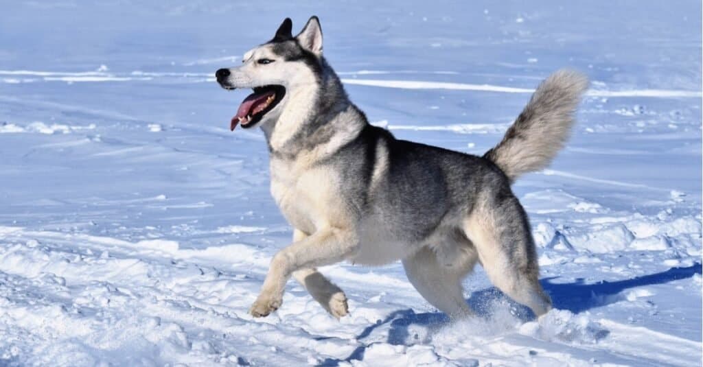 I husky siberiani sono apprezzati per il loro aspetto da lupo