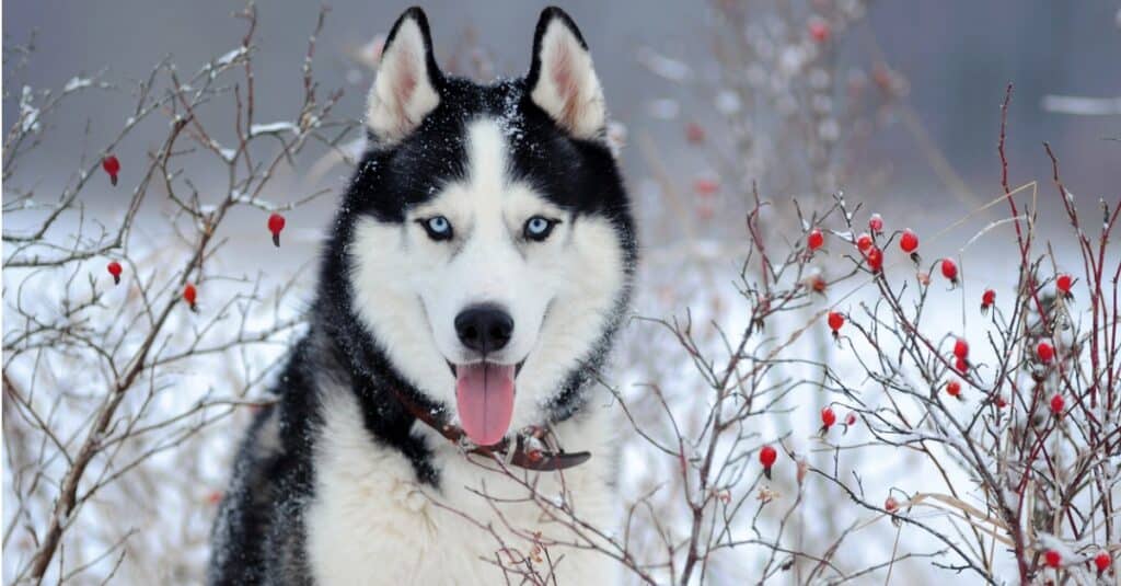 Husky siberiano in cespugli nella neve con la lingua fuori