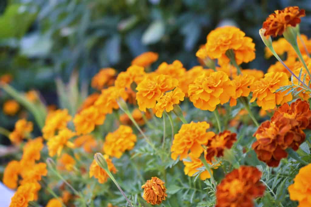 primo piano di decine di calendule con sfondo verde