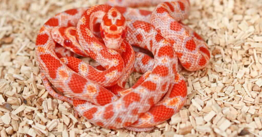 Due giovani serpenti di mais