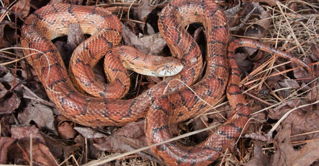 serpente a terra nella lettiera