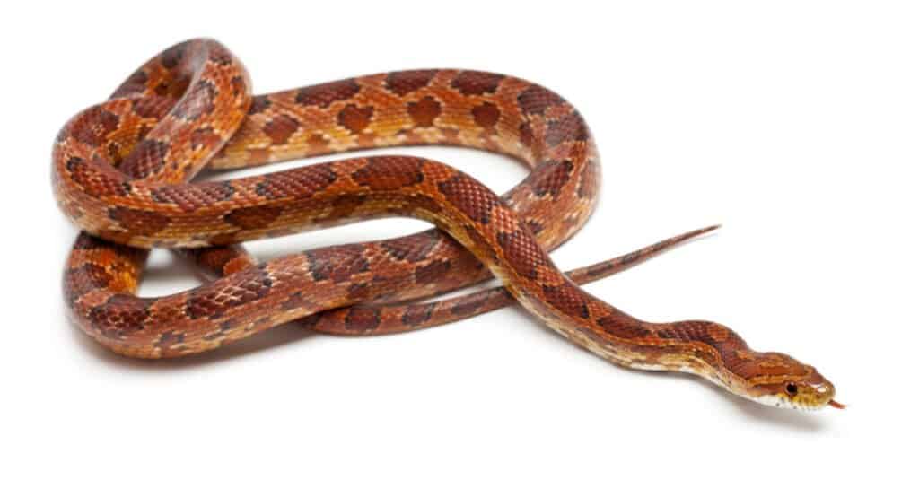 Serpente di mais classico su sfondo bianco