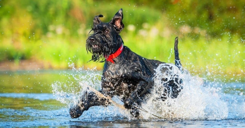 Cane Schnauzer gigante che corre nell'acqua